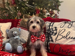 Yorkiepoo dogs Yorkiepoo Puppy 2 - Ad 24