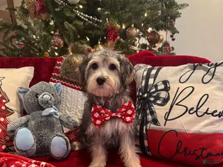 Yorkiepoo dogs Yorkiepoo Puppy 2 - Ad 33