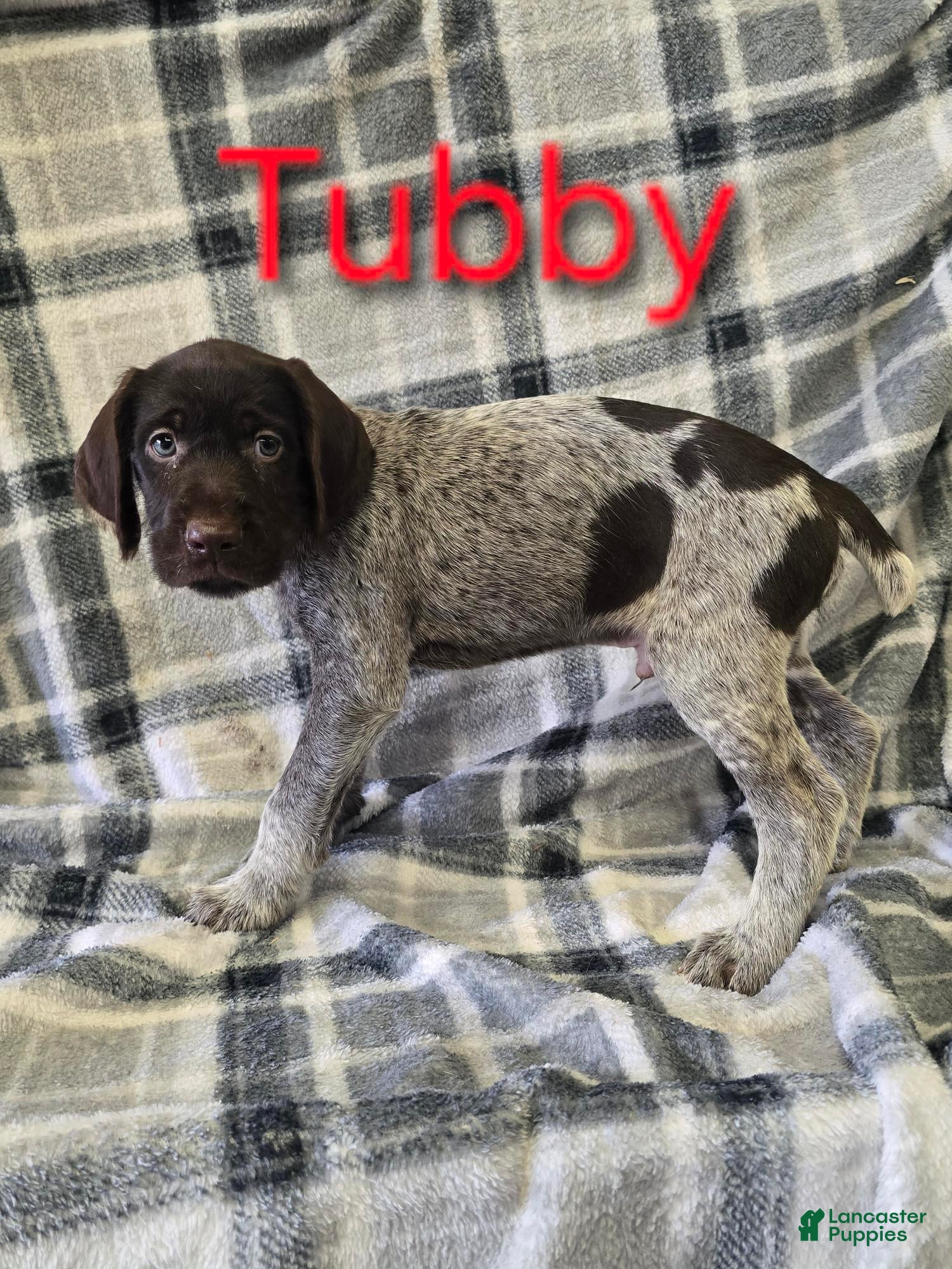 Mixed Breed dogs TUBBY - Ad 40
