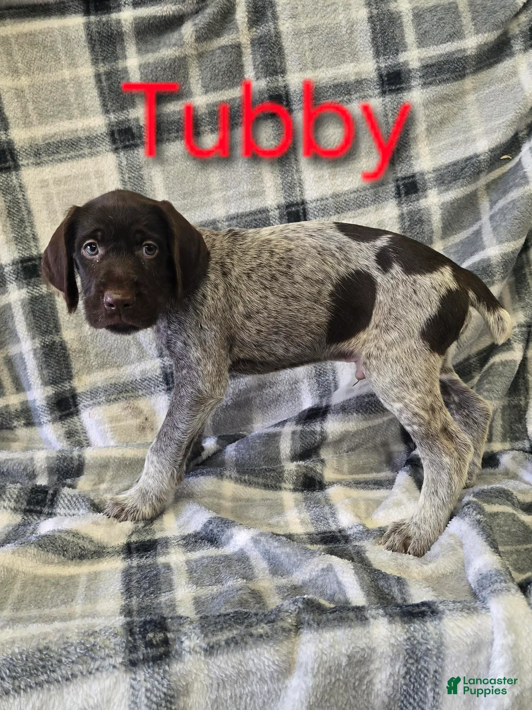 Mixed Breed dogs for sale: TUBBY - Ad 1