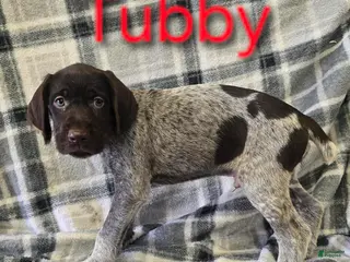 Mixed Breed dogs TUBBY - Ad 40