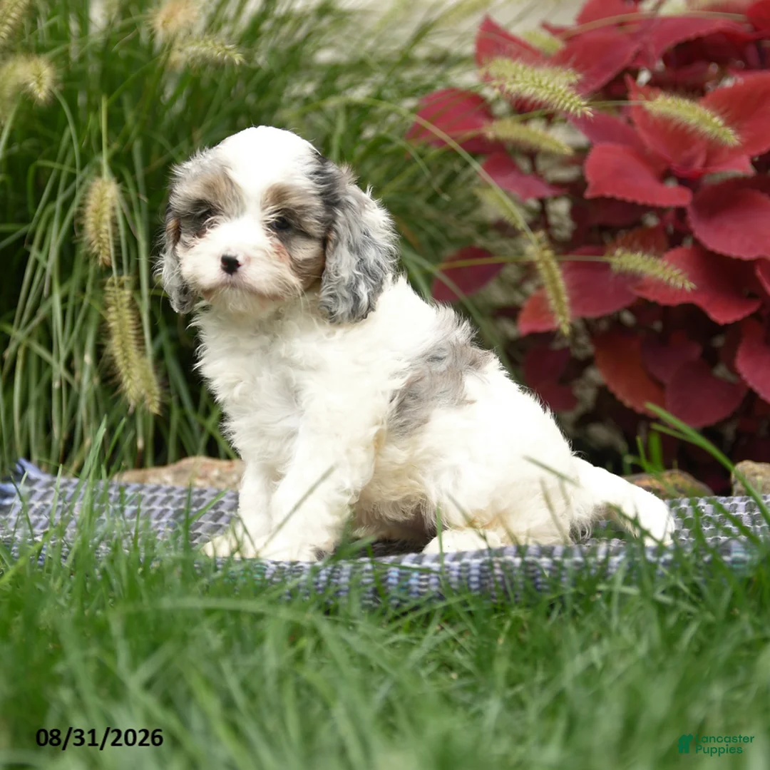 Cavapoo dogs for sale: Nala - Ad 3