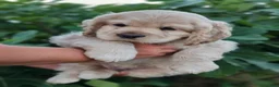 Cocker Spaniel dogs for sale: Patrick - Ad 2