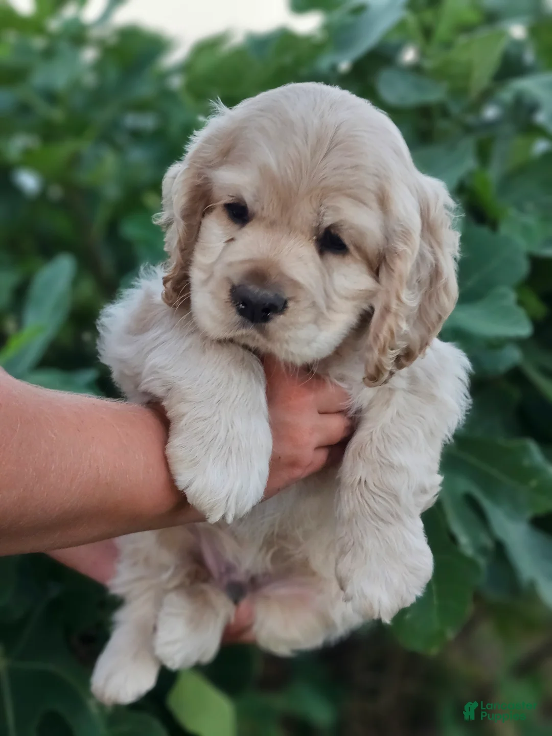 Cocker Spaniel dogs for sale: Patrick - Ad 2