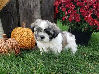 Mixed Breed dogs - Ad 13