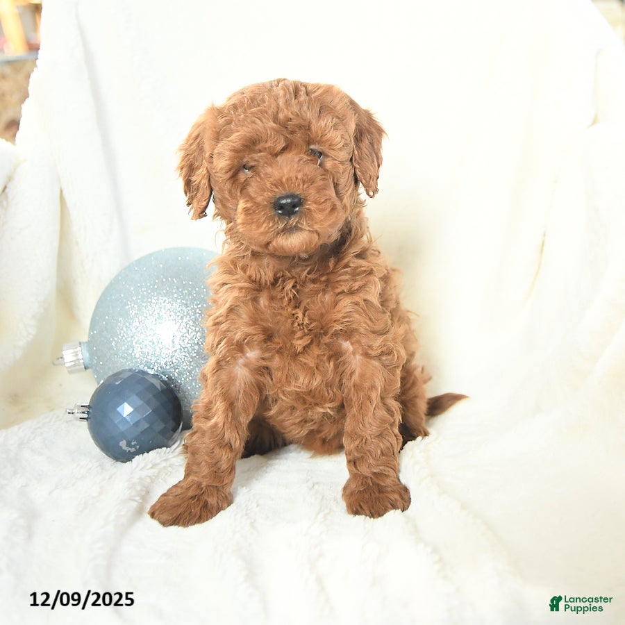 Cavapoo dogs Jill - Ad 8