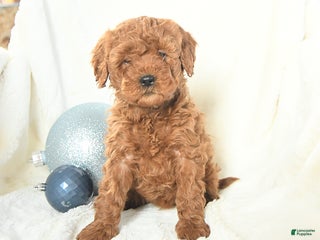 Cavapoo dogs Jill - Ad 13