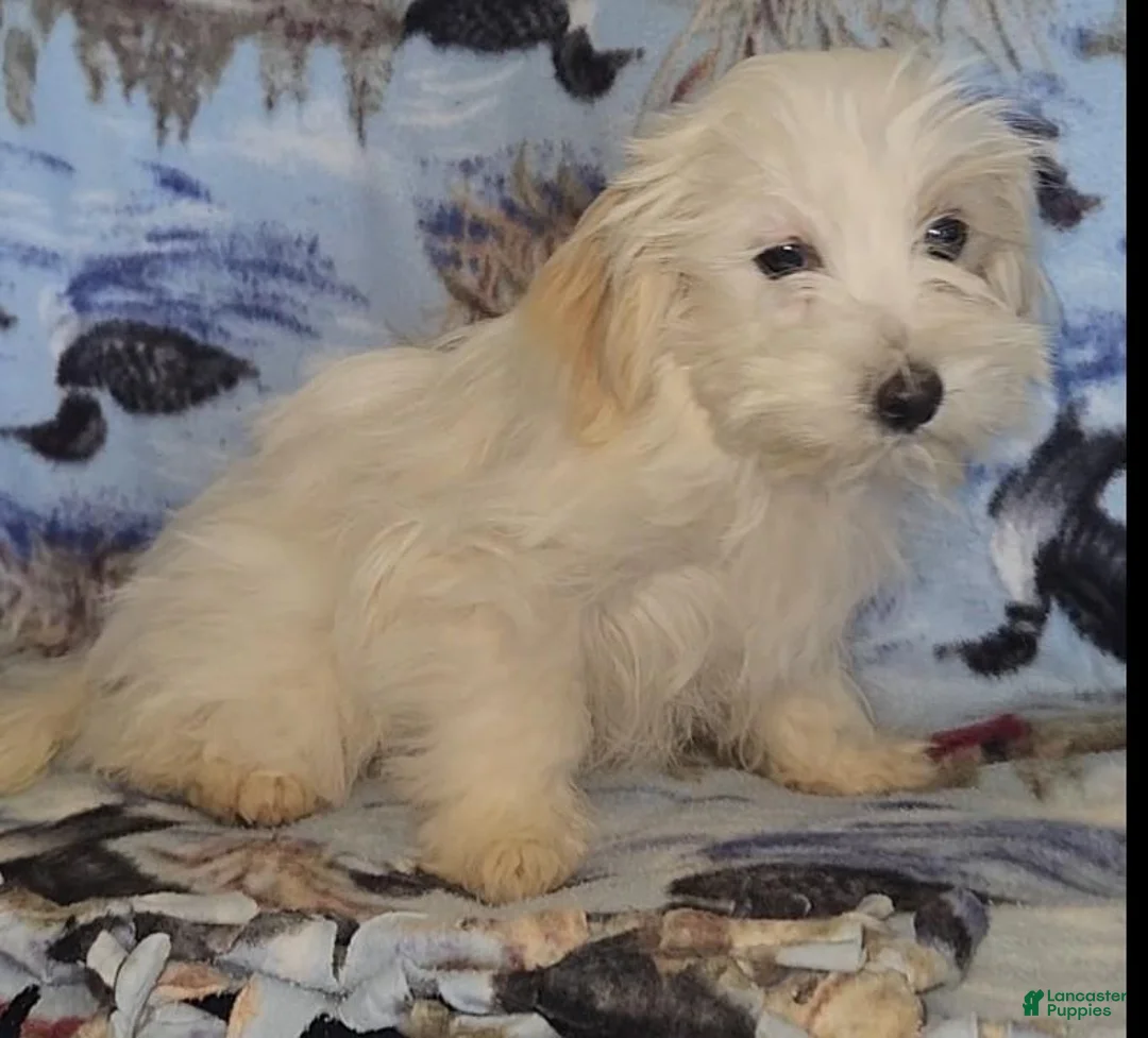Mixed Breed dogs for sale: Snowball - Ad 2