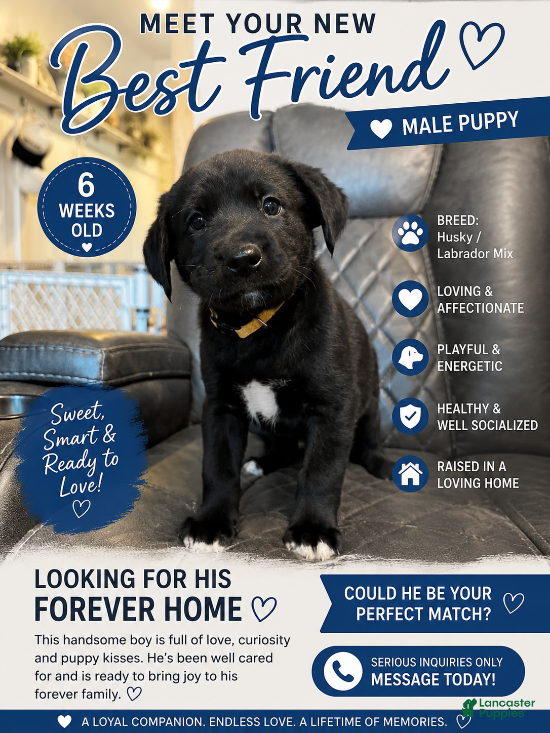 Mixed Breed dogs Louie - Ad 21