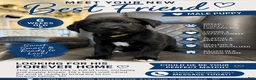 Mixed Breed dogs for sale: Louie - Ad 1