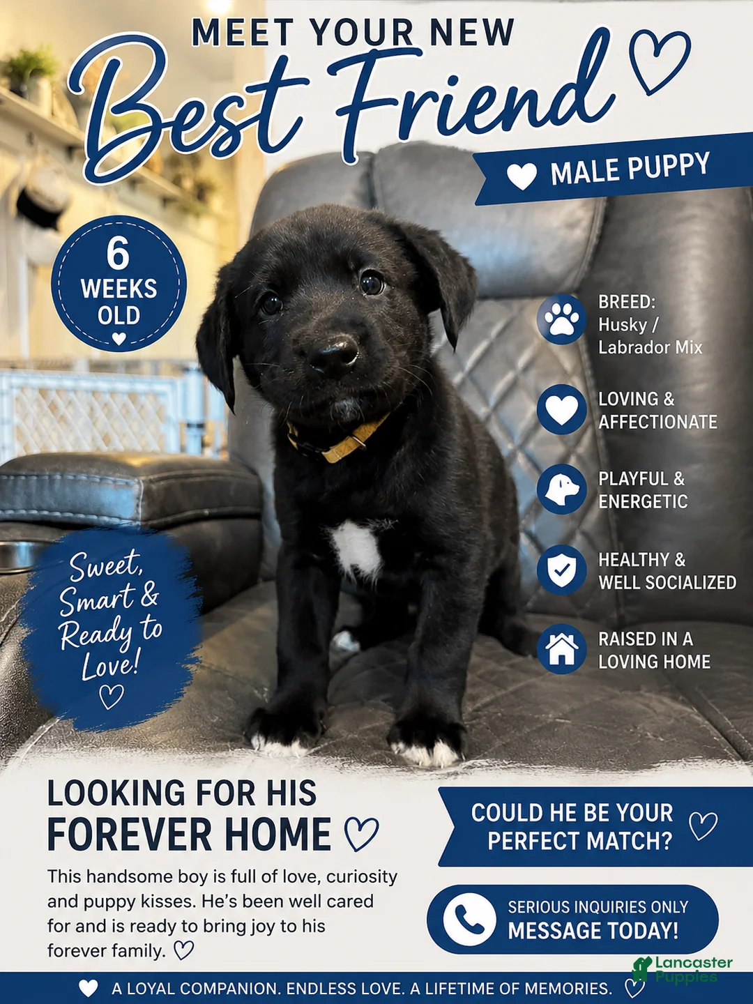 Mixed Breed dogs for sale: Louie - Ad 1