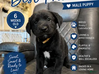 Mixed Breed dogs Louie - Ad 14