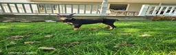 Doberman Pinscher dogs for sale: Kip - Ad 4