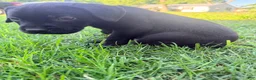 Cane Corso dogs for sale: Dean AKC green collar - Ad 7