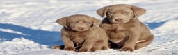 Labrador Retriever dogs for sale: Big Bear - Ad 2