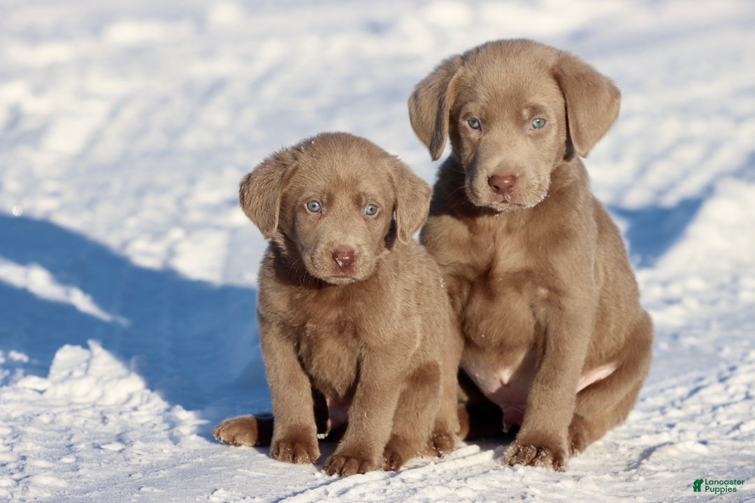 Labrador Retriever dogs for sale: Big Bear - Ad 2