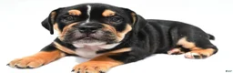 Beabull dogs for sale: Jenny - Ad 6