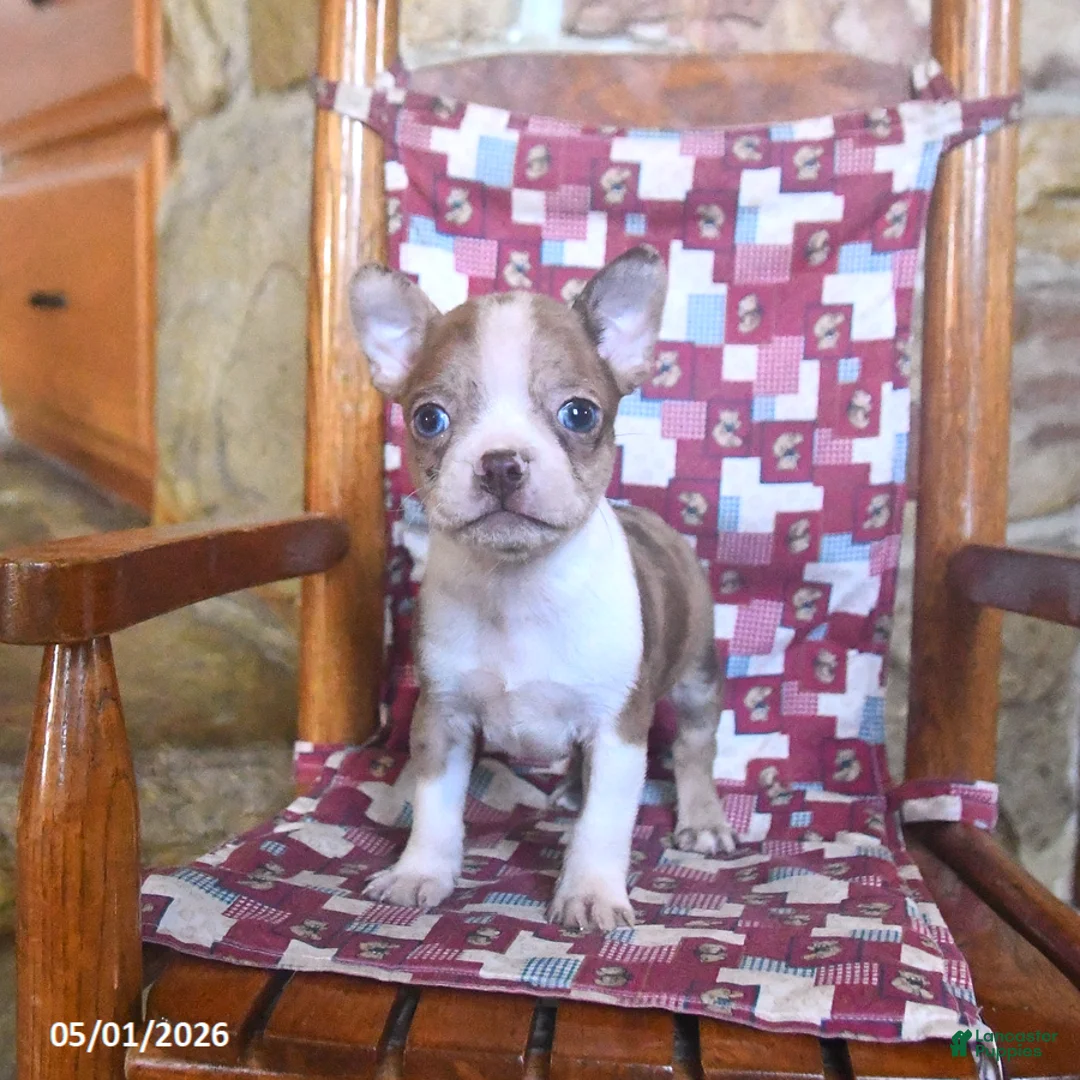 Boston Terrier dogs for sale: Chaplin - Ad 3