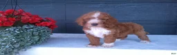Goldendoodle dogs for sale: Chase - Ad 2