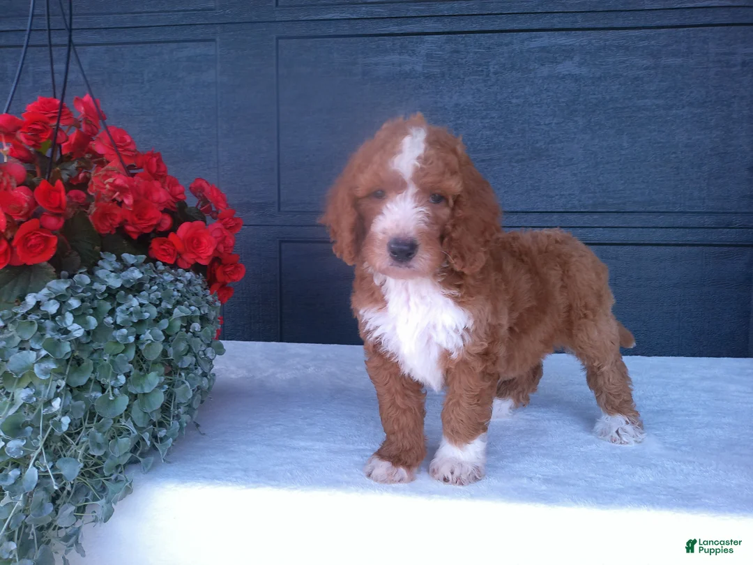 Goldendoodle dogs for sale: Chase - Ad 2