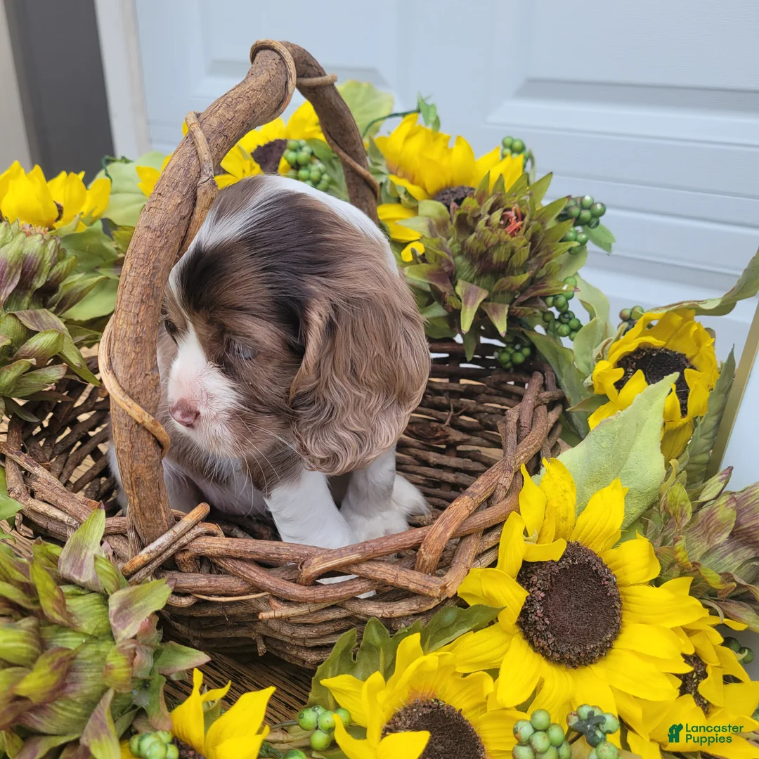 Mixed Breed dogs for sale: Posie - Ad 4
