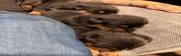 Rottweiler dogs for sale: Rottweiler Puppy 3 - Ad 1