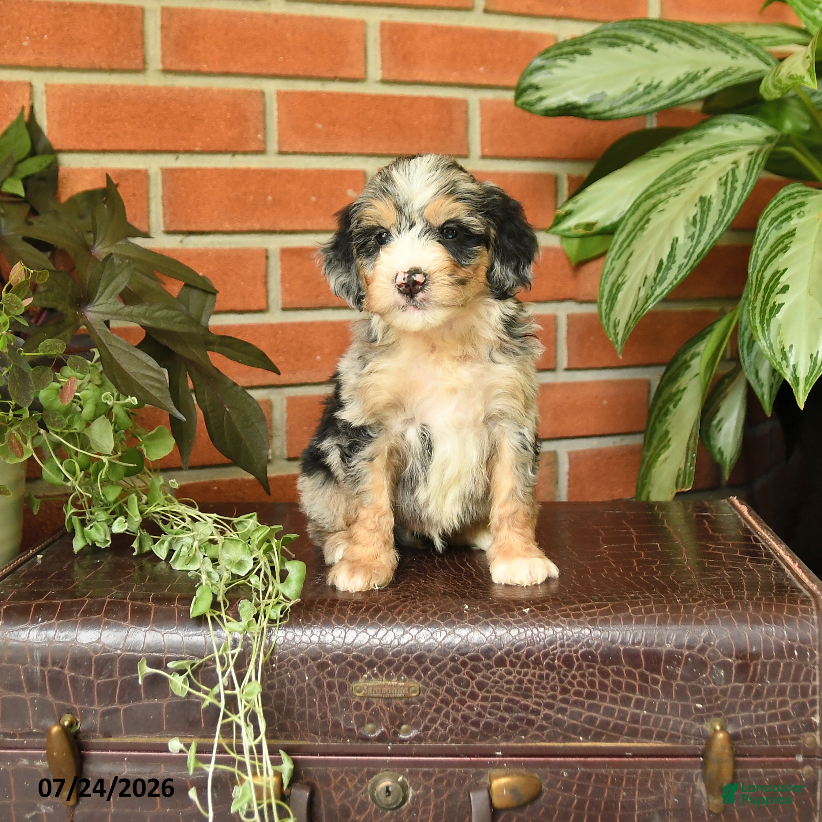 Bernedoodle dogs Jumper - Ad 1