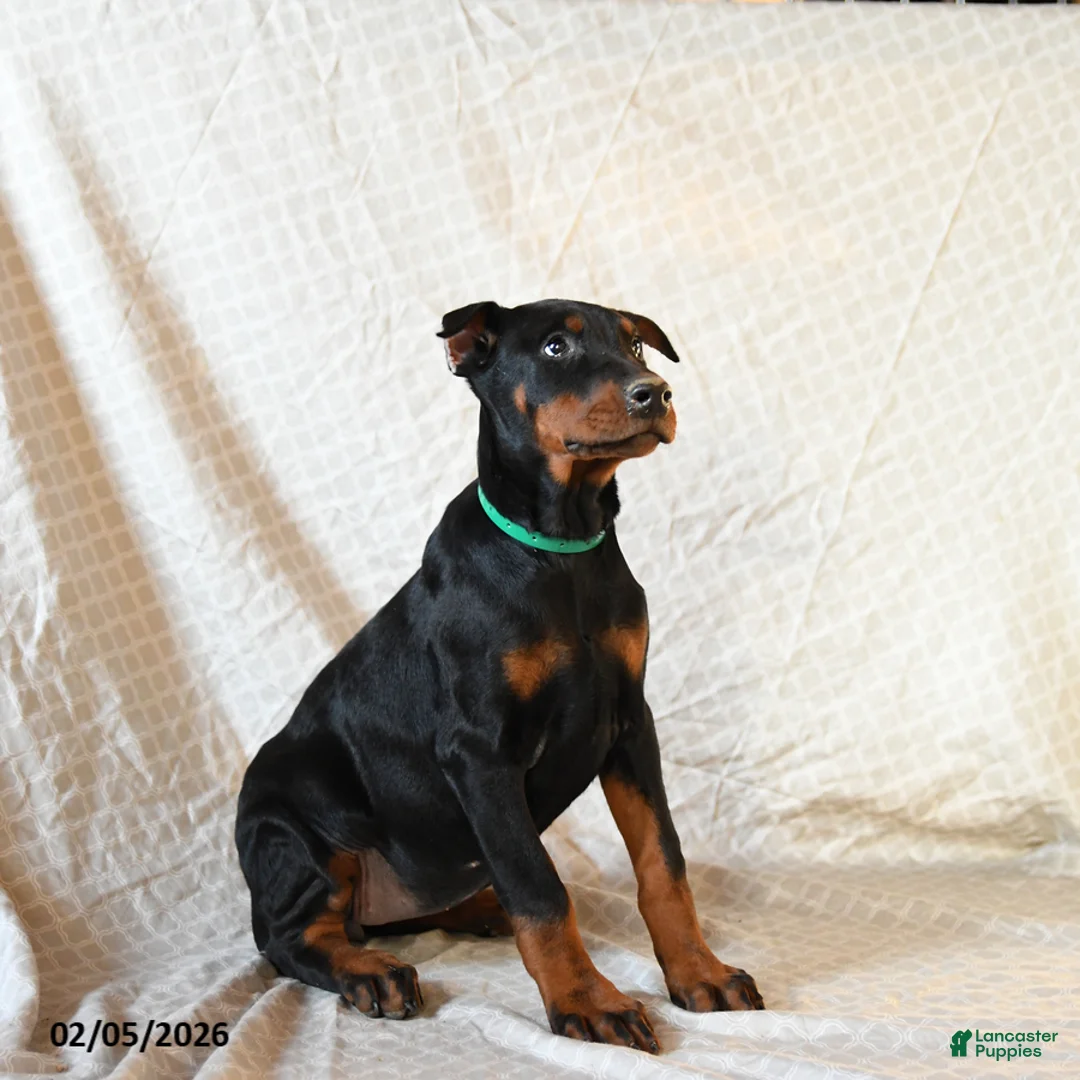Doberman Pinscher dogs for sale: Raindrop - Ad 6