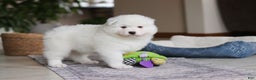Samoyed dogs for sale: Alvin - Ad 10