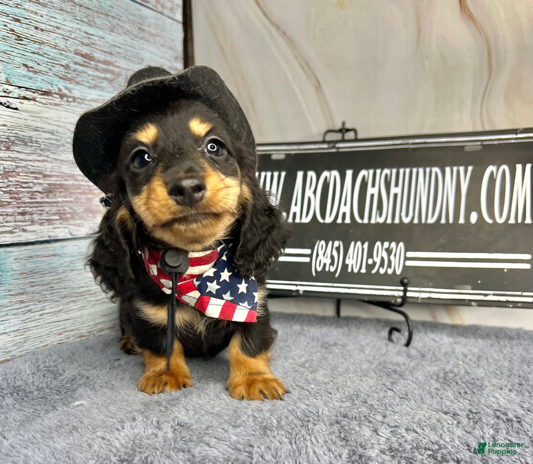 Miniature Dachshund dogs for sale: Full AKC Russian boy - Ad 16