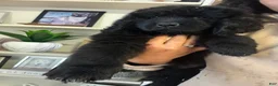 Newfoundland dogs for sale: Bae - Ad 2