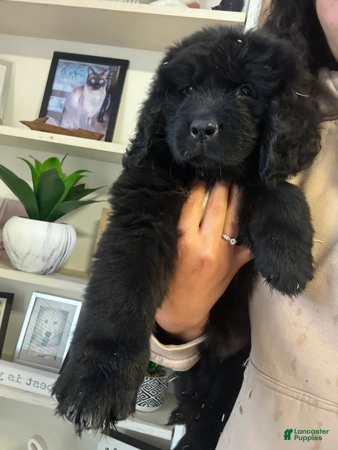 Newfoundland dogs for sale: Bae - Ad 2