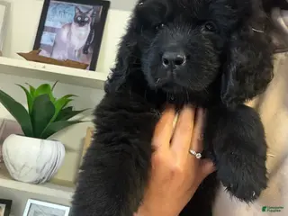 Newfoundland dogs Bae - Ad 31