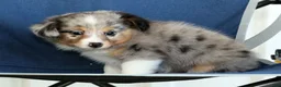 Mixed Breed dogs for sale: Connie - Ad 8