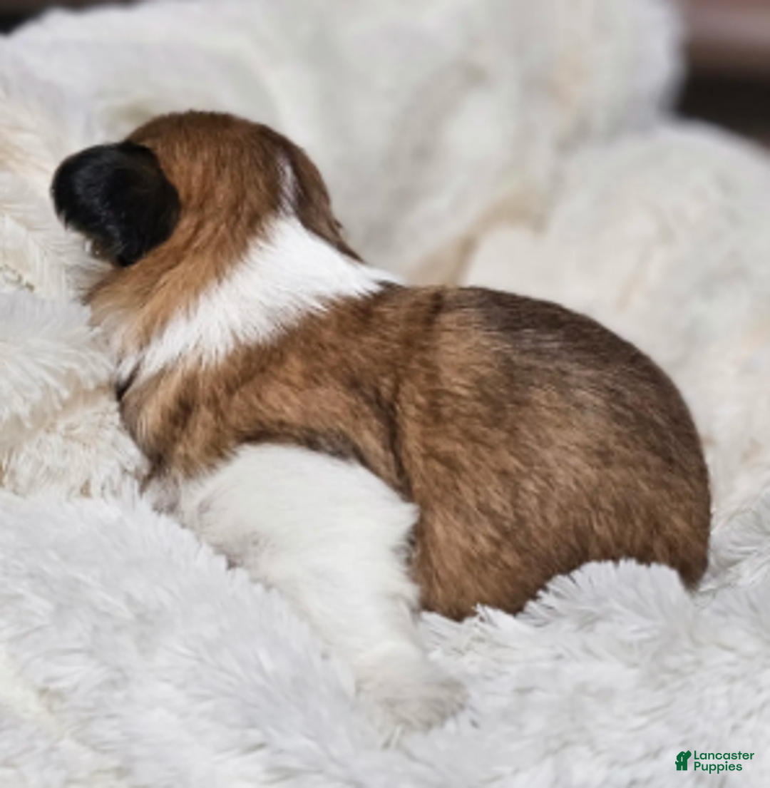 Shih Tzu dogs for sale: Nebo Ckc - Ad 3