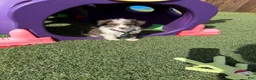 Miniature Poodle dogs for sale: Akc Clear 🧬 Tested Blue Merle  Phantom Parti- Bb - Ad 7