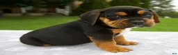 Beabull dogs for sale: Dakota - Ad 4