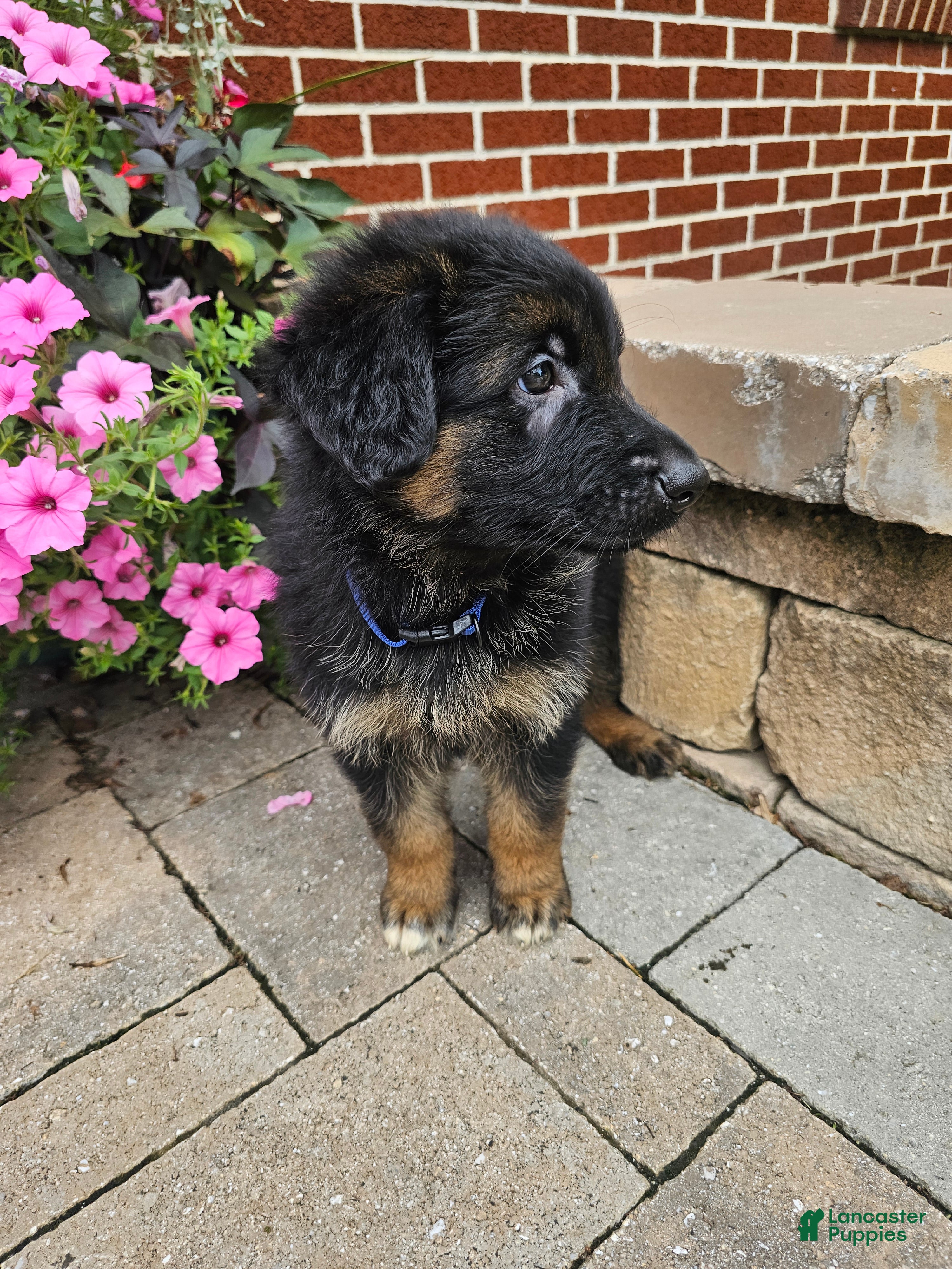 German Shepherd dogs Tucker - Ad 2