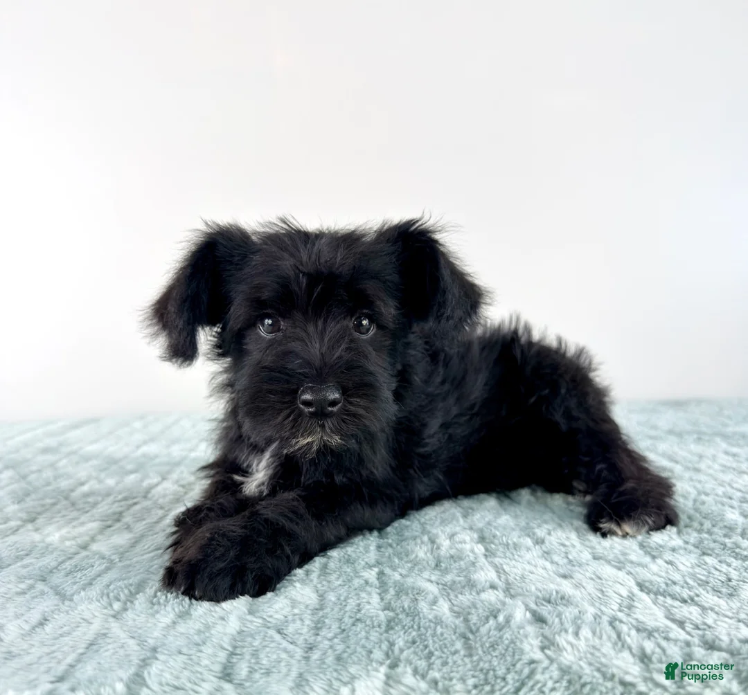 Miniature Schnauzer dogs for sale: AKC Sammy - Ad 5