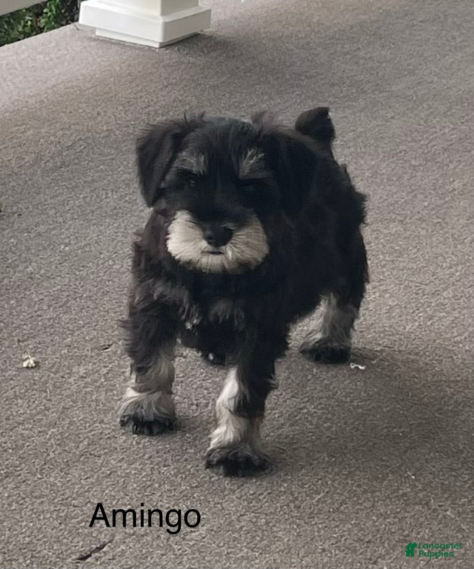 Miniature Schnauzer dogs Miniature Schnauzer 1 Amingo - Ad 1