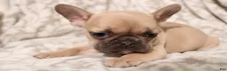 French Bulldog dogs for sale: Link - Ad 10