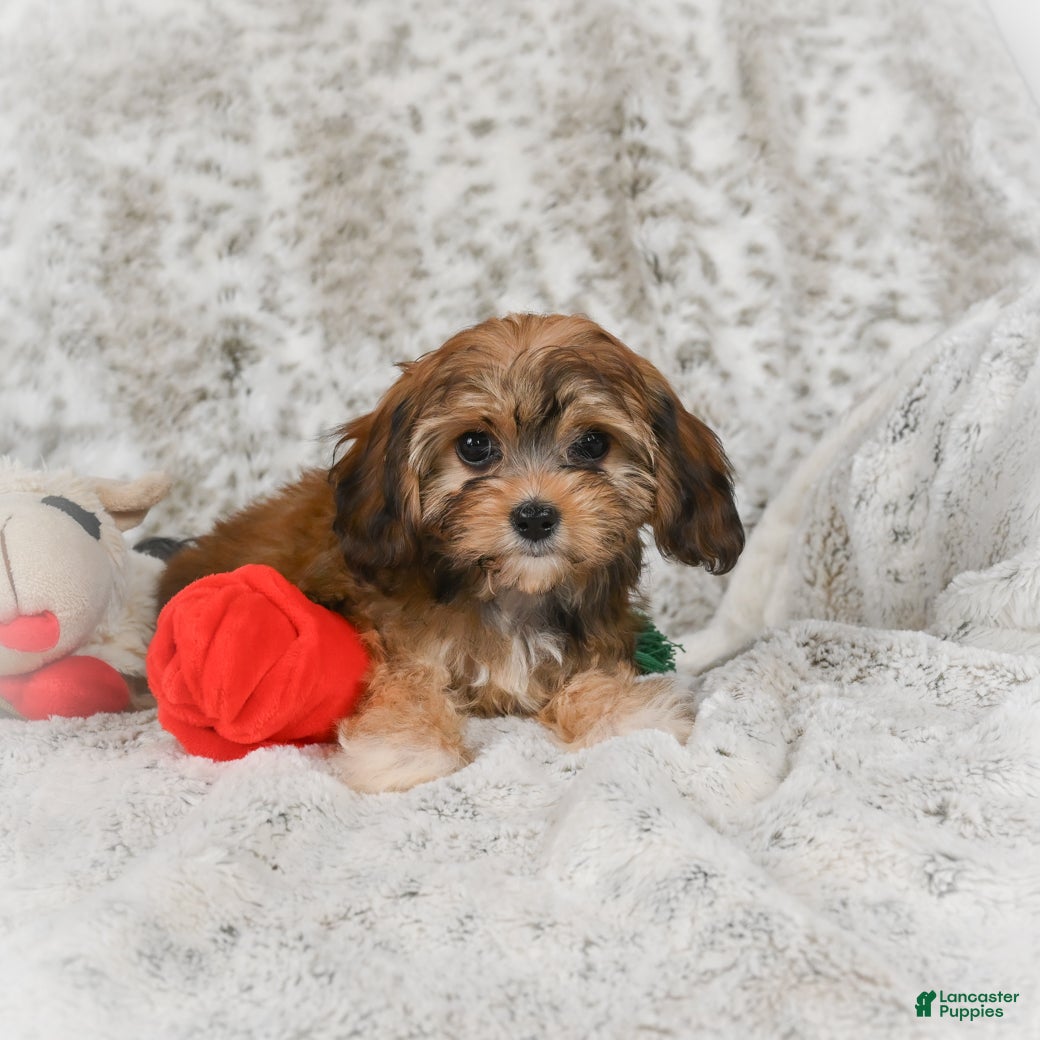 Havanese dogs Holly - Ad 1