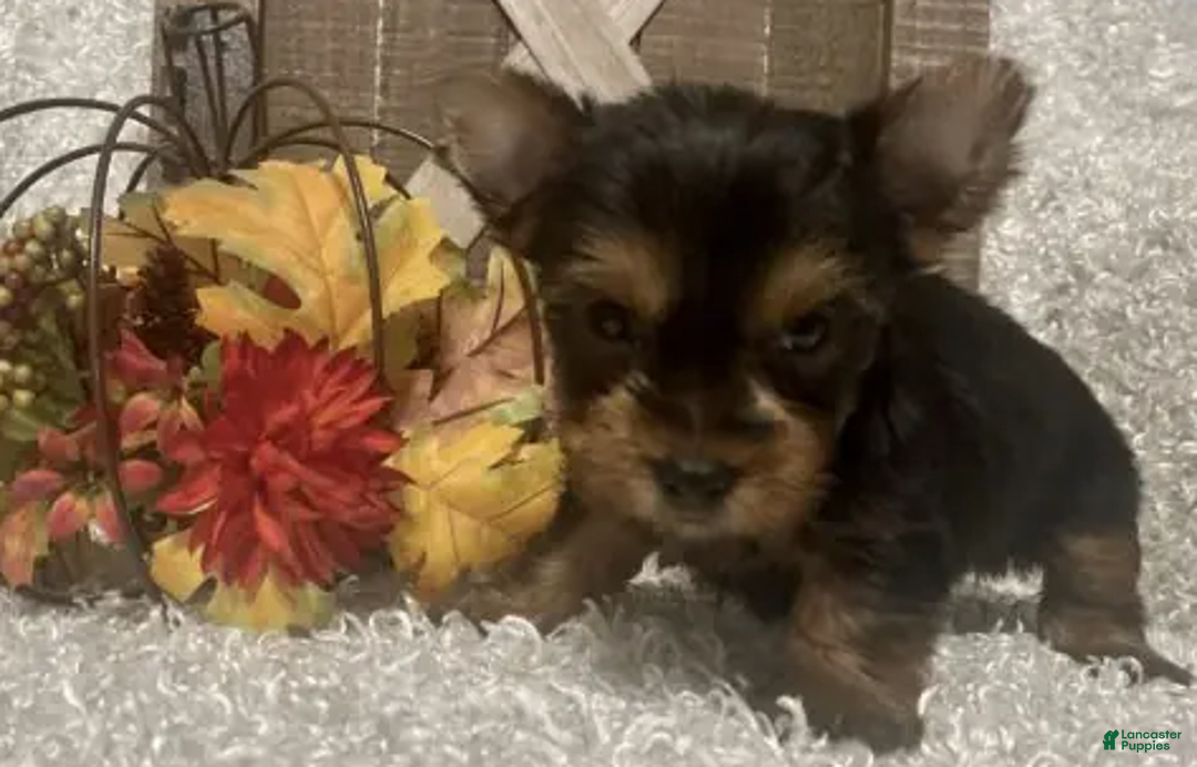 Yorkshire Terrier dogs for sale: Lucy - Ad 5
