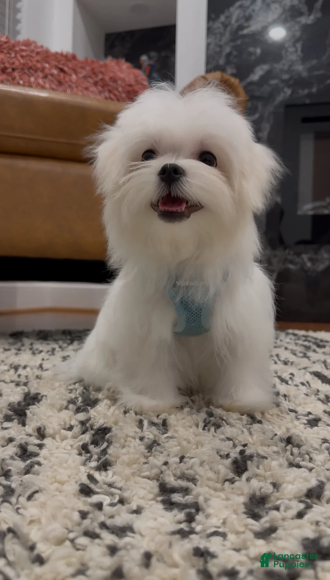 Maltese dogs for sale: Theo - Ad 1