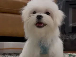 Maltese dogs Theo - Ad 21