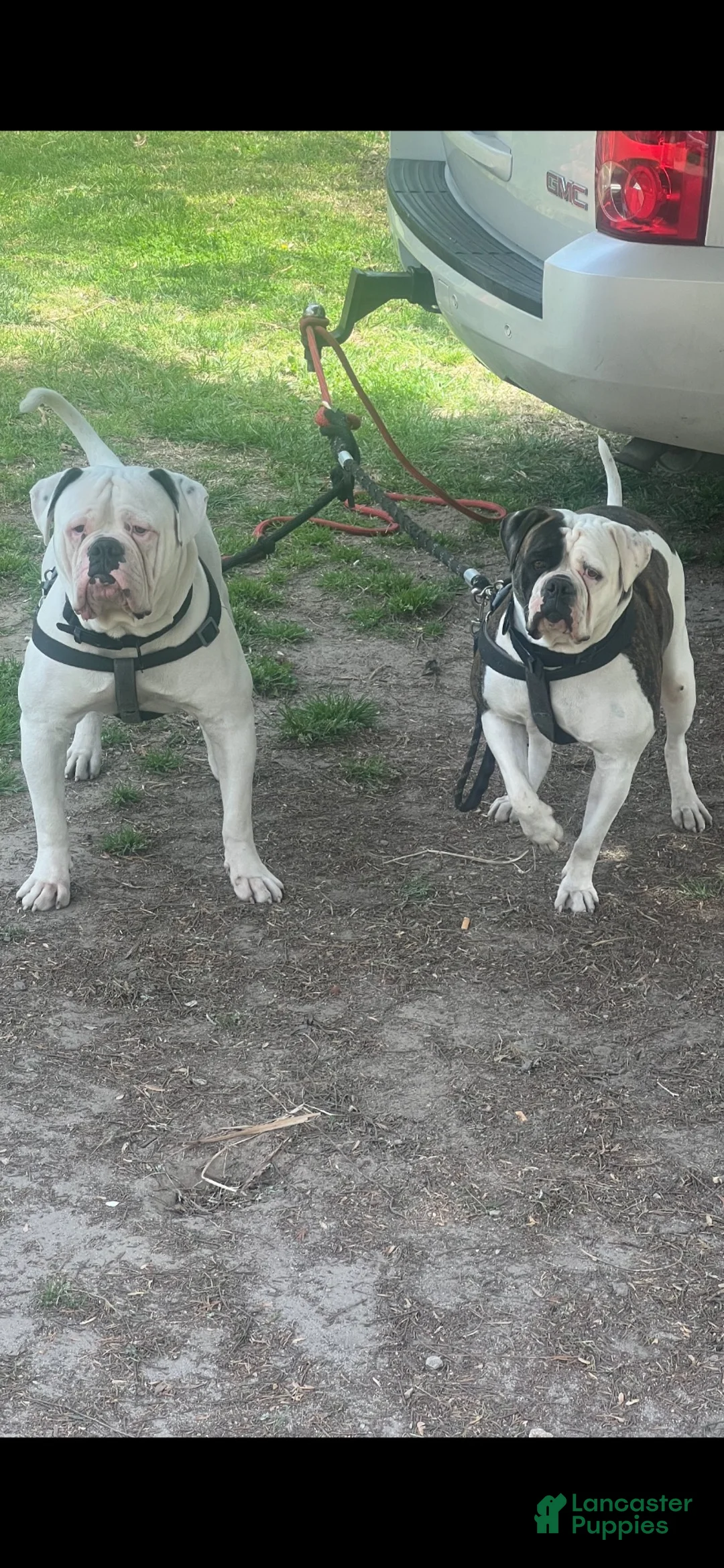 American Bulldog dogs for sale: American Bulldog 1 - Ad 2