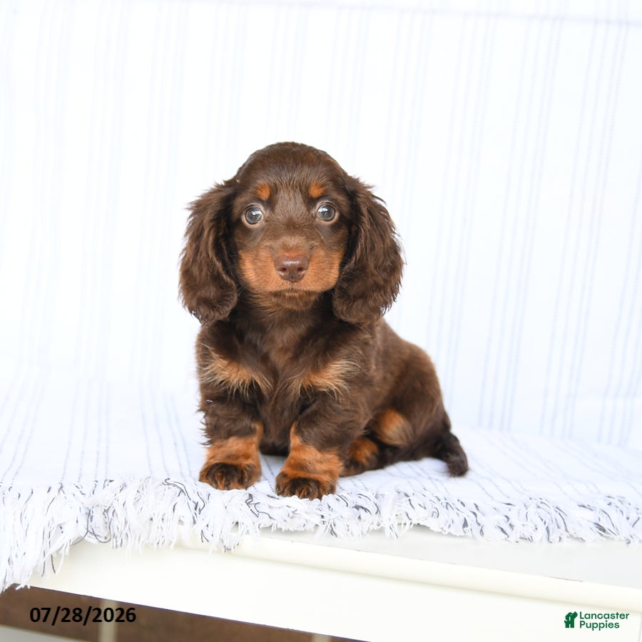 Miniature Dachshund dogs Blaine - Ad 1