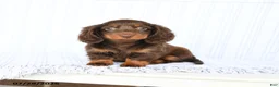 Miniature Dachshund dogs for sale: Blaine - Ad 1