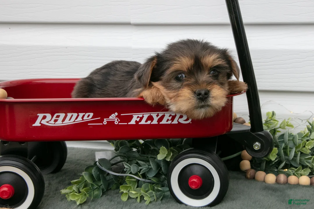Yorkiepoo dogs for sale: Tessa - Ad 1