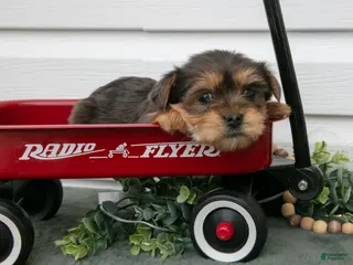 Yorkiepoo dogs Tessa - Ad 33